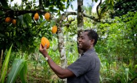 ofi drives climate action in global cocoa supply chain