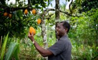 ofi drives climate action in global cocoa supply chain