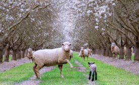 Treehouse Almonds, The Almond Project Partners receive New Hope Regeneration and Sustainability Award