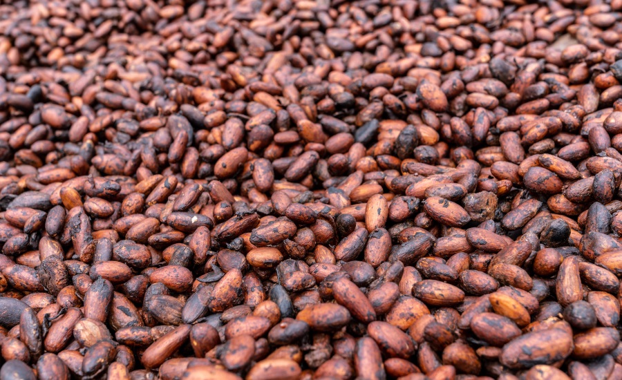 Fairtrade cocoa cooperatives program supports child labor prevention, remediation efforts