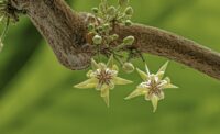 Pollinating cocoa crops: a behind-the-scenes look at a human pollinator's job