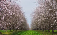 ofi achieves Rainforest Alliance certification for almonds in U.S.