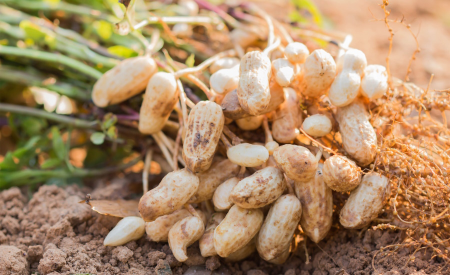 ADM, Smucker partner to improve U.S. peanut value chain