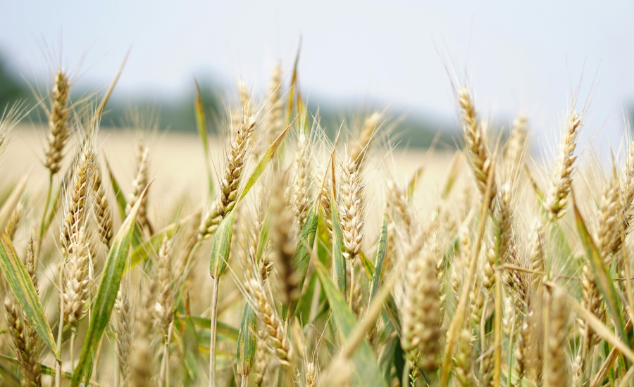 wheat fields generic