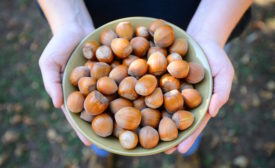 Ferrero invests in U.S. hazelnut farming