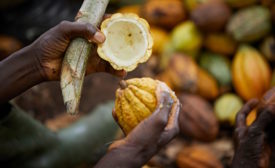 ofi to launch first cocoa biochar project