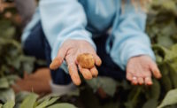 PoLoPo cultivates protein-producing potato plants