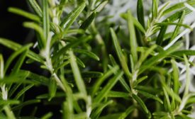 Syensqo launches rosemary-based food ingredients