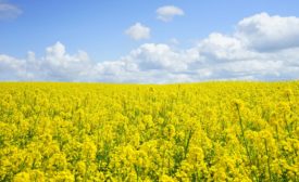 Puratos, Burcon to partner on canola protein development