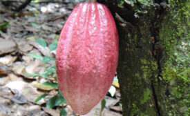 Podcast: Global Organics on cocoa sustainability