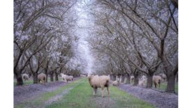 Simple Mills, Daily Harvest, and Cappello's partner to revolutionize California almond farming