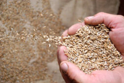 Hand full of seeds