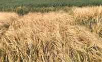 wheat fields