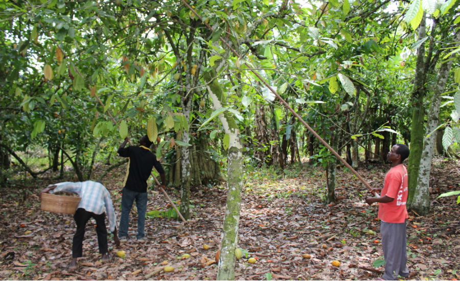 Mondelēz partners with Ghana in deforestation accord | 2018-01-17 ...