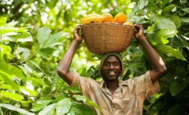 Fairtrade cocoa farmer