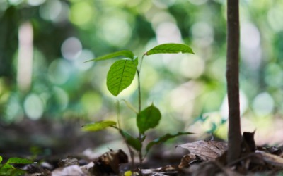 Barry Callebaut climate change