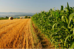 Farm fields