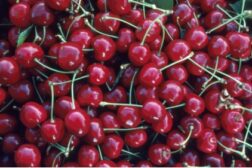 A pile of cherries